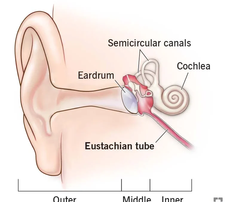 How to Unclog the Eustachian Tube