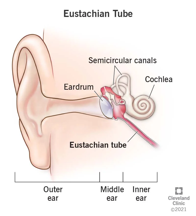 22072 Eustachian Tubes Illustration