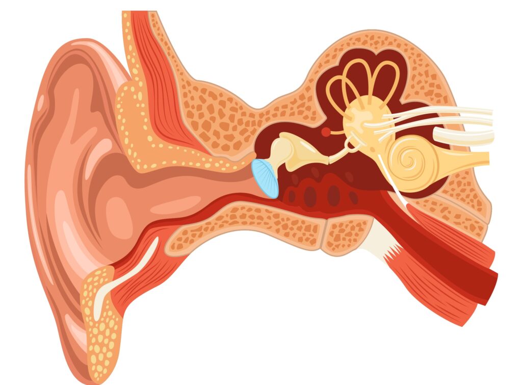 Nose And Ear Anatomy Set